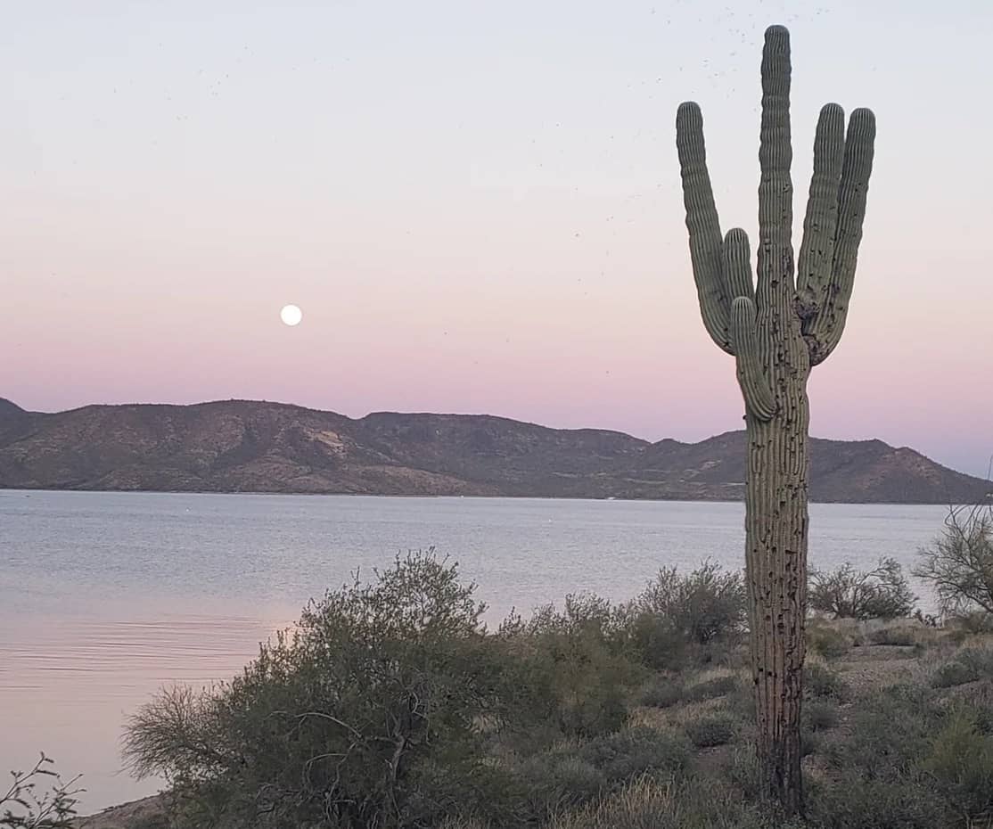 Cactus on the shore of Lake Pleasant
