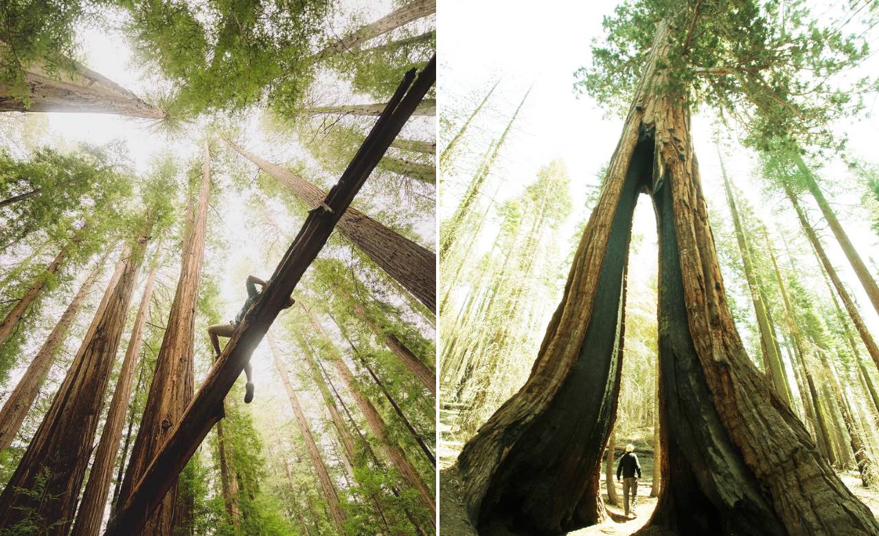 Cruise-America-Redwood-National-Park-Facts-everchanginghorizon.jpg