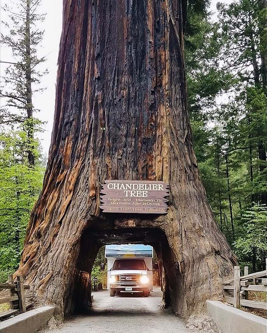 Cruise-America-Tips-on-Visiting-Redwood-National-Park-hausvonfloof.jpg