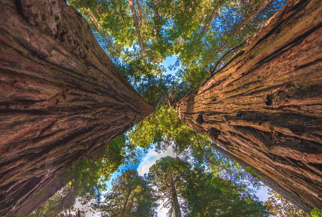 where-to-see-redwoods-in-california.jpg