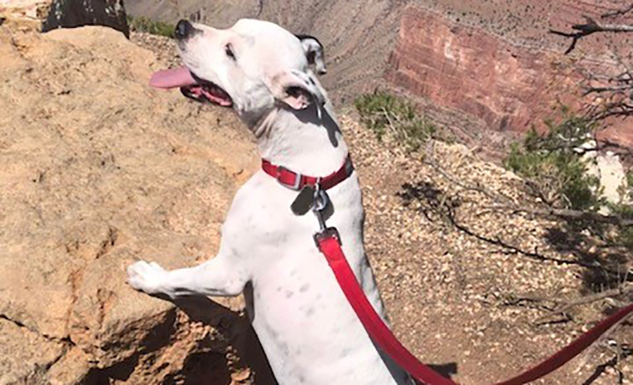 CA_Dog_GrandCanyon.jpg