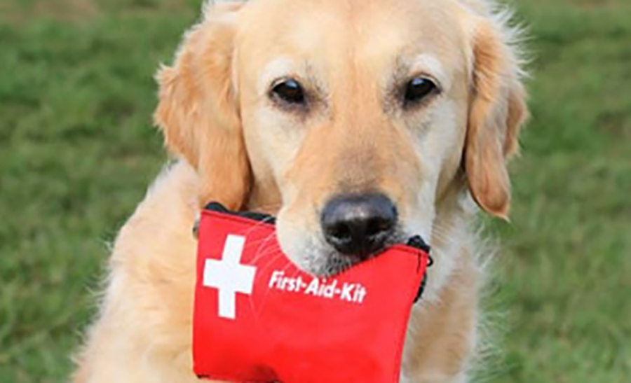 CA_First_Aid_Dog.jpg