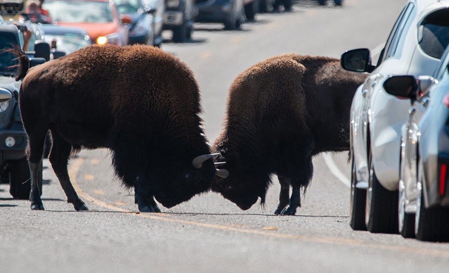 rv-rental-yellowstone-national-park.jpg