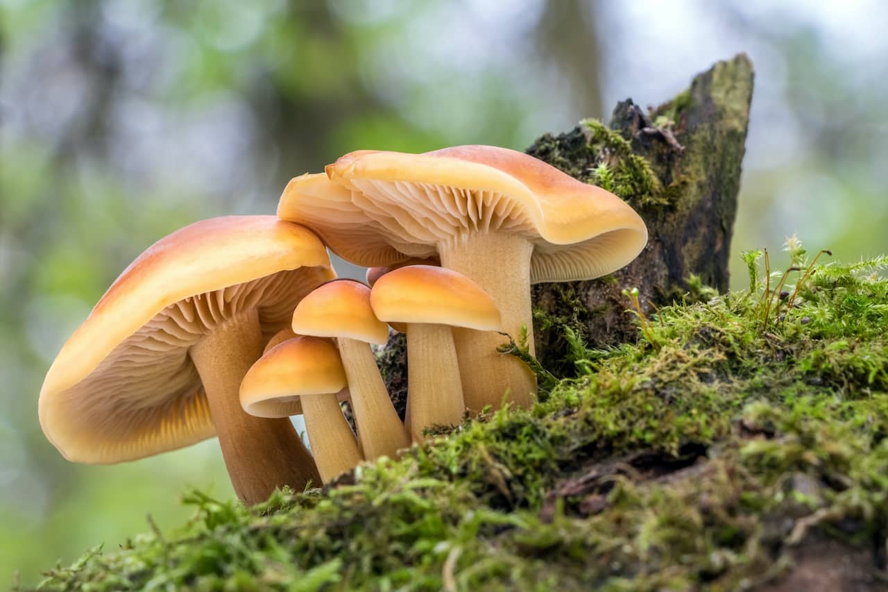 Guide-to-Mushroom-Foraging-While-Camping-2.jpg