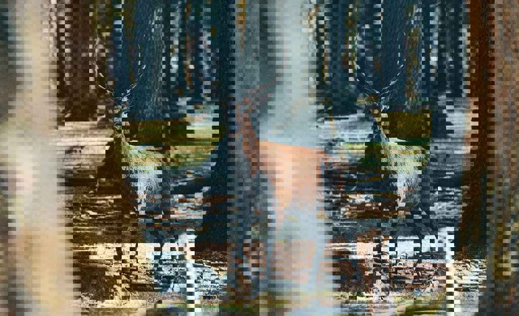 RV for Canadian Hunting Trip Cruise America